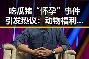吃瓜猪“怀孕”事件引发热议：动物福利与养殖行业的双重考问