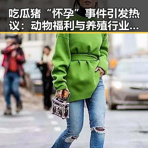 吃瓜猪“怀孕”事件引发热议：动物福利与养殖行业的双重考问